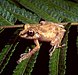 Spinomantis fimbriatus01.jpg