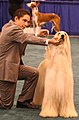 Afghan hound dogshow.jpg