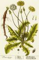 Dandelion Blackwell 0136.jpg