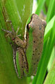 Litoria fallax bi.jpg