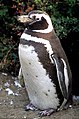 Magellanic-penguin02.jpg