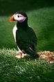 Portrait of fratercula arctica in the faroe islands.jpg