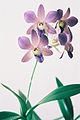 Dendrobium1.jpg
