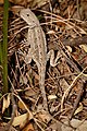 Eastern bearded dragon.jpg
