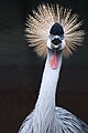 Grey Crowned Crane 2.jpg