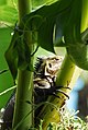 Iguane - Ile de la Desirade - Guadeloupe.JPG
