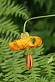 Lilium columbianum 9527.JPG