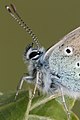 Polyommatus icarus-05 (xndr).jpg