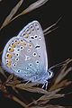 Polyommatus icarus1.jpg