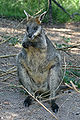 Swamp-Wallaby-Feeding-3,-Vic,-Jan.2008.jpg