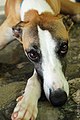 Whippet galgo.jpg