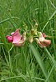 Lathyrus sylvestris1.jpg