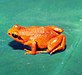Mantella milotympanum01.jpg