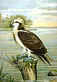 Osprey.jpg
