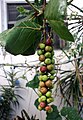 Seagrape-bunch01.JPG