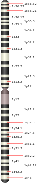 Chromosome 1.svg