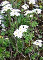 Androsace chamaejsame a1.jpg