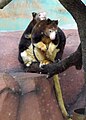 Dendrolagus matschiei -Milwaukee County Zoo-8.jpg