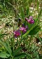 Lathyrus vernus1.jpg