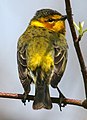 Dendroica tigrina.jpg