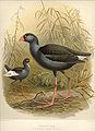 NZ Swamphens.jpg