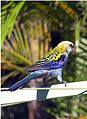 Pale-headed Rosella (Platycercus adscitus)2.jpg