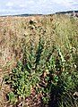 Sedum telephium 140805a.jpg