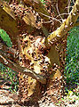 Cupressus forbesii 3.jpg