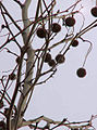 Platanusxacerifolia04.jpg