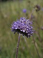 Succisa pratensis03.jpg