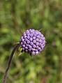 Succisa pratensis04.jpg