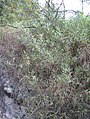 Acaciaretinodes1web.jpg