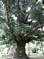 Araucaria cunninghamii 02 by Line1.JPG