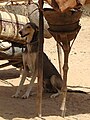 Azawakh male grizzle.jpg