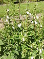 Campanula alliariifolia 3.jpg