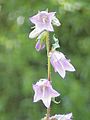 Campanula grossekii1.jpg