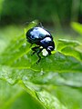 Chrysolina herbacea blue2.jpg