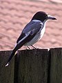 Cracticus torquatus.jpg