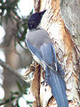 Cyanopica cyanus1.jpg