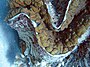 Giant clam detail.jpg