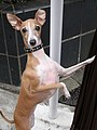 Italian Greyhound Sakura.jpg