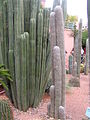 JMajorelle1.22.JPG