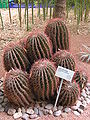 JMajorelle1.36.JPG