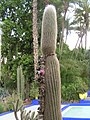 JMajorelle1.50.JPG