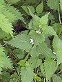 Lamium album(01).jpg