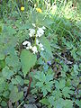 Lamium album 2.jpg