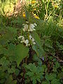 Lamium album.jpg