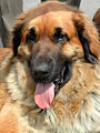Leonberger.jpg