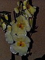 Miltoniopsis 2.JPG