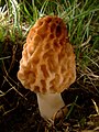 Morchella esculenta 08.jpg